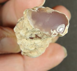 Petrified Wood – Pink Chalcedony Limb Cast - Texas Springs,  NV 3