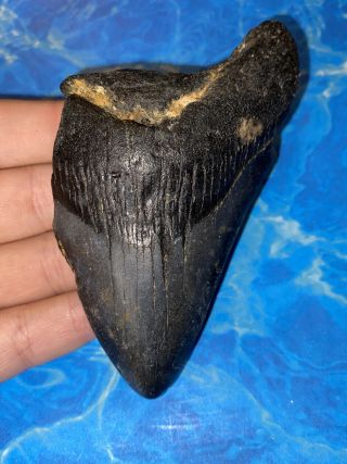 Huge 4.  05” Megalodon Shark Tooth Teeth Extinct Fossil Meg Scuba Diver Direct 879