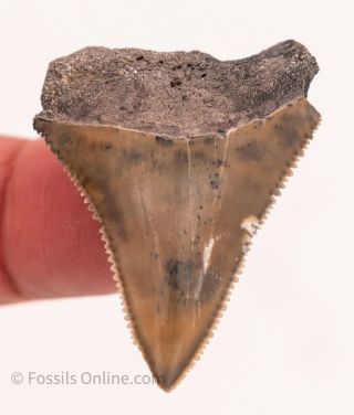 Florida Fossil Great White Shark Tooth  109