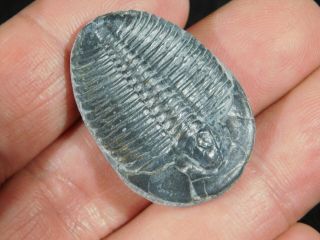 A Larger 100 Natural 500 Million Year Old Elrathia Trilobite Fossil Utah 1.  04 2