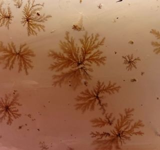 Mw: Petrified Wood Dendritic Agate Limb Cast - Crooked River,  Oregon - Polished