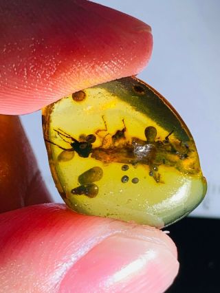Unknown Big Bug&plant Spores Burmite Myanmar Amber Insect Fossil Dinosaur Age