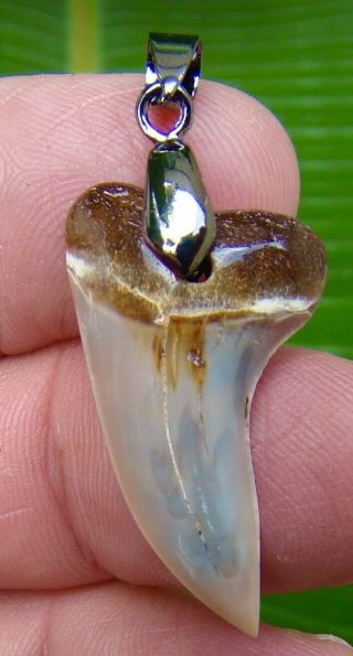 Land Site - Mako Shark Tooth Necklace - 1 & 5/16in.  Real Fossil - Cali Find
