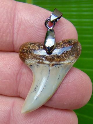 Land Site - Mako Shark Tooth Necklace - 1 & 3/8 In.  Real Fossil - Cali Find