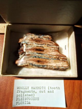 Woolly Mammoth Tooth Fragment,  Fossil,  Cut And Polished.