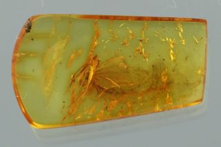 Spread Wings MOTH Lepidoptera Fossil BALTIC AMBER,  HQ Pic 200825 3