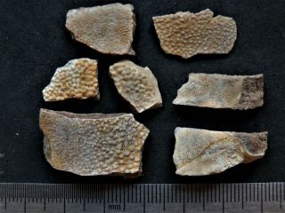 3 Devonian Armor (placoderms) Fish Fragment.  Rare