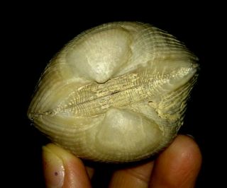 Sea Shell Agatized Clam Fossil,  Bivalve From Java,  Indonesia,  58mm