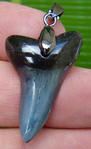 Mako Shark Tooth Necklace - 1 & 7/16 In.  Real Fossil - Sc River Find