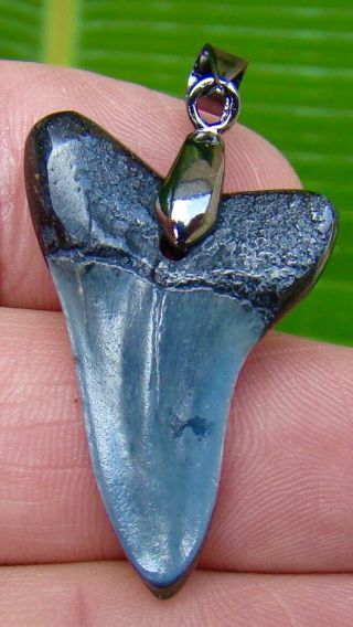 MAKO SHARK Tooth Necklace - 1 & 7/16 in.  REAL FOSSIL - SC RIVER FIND 2
