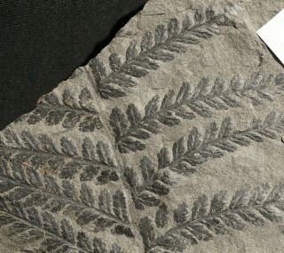 Very Rare Pre Dinosaur Fossil Plant Sphenopteris Lebachensis - Coal Age Fern