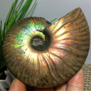 Nature Rainbow Iridescent Ammonite Shell Specimen Madagascar 141g N662