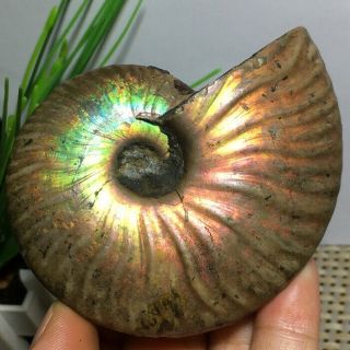 Nature Rainbow Iridescent Ammonite Shell Specimen Madagascar 141g n662 2