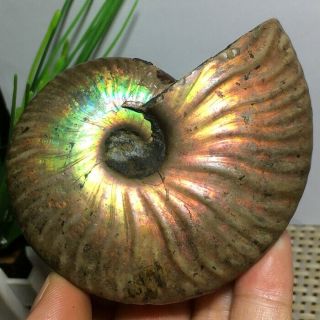 Nature Rainbow Iridescent Ammonite Shell Specimen Madagascar 141g n662 3