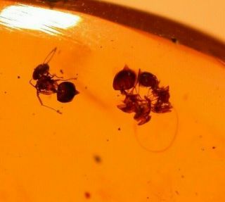 4 Ants With Stingers And Spines In Authentic Dominican Amber Fossil Gem