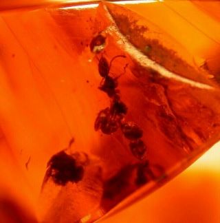 8 Worker Ants With Hair Strands In Authentic Dominican Amber Fossil