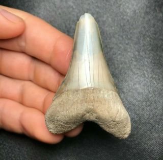 Large 2.  29 " Mako Shark Tooth Teeth Fossil Sharks Necklace Jaws Jaw Megalodon