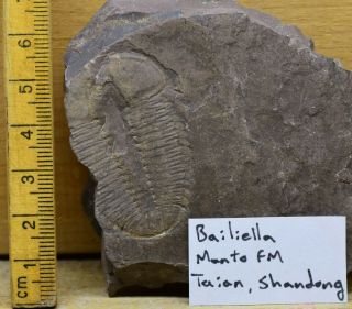 Rare Bailiella Trilobite,  Lower Cambrian,  Shandong,  China