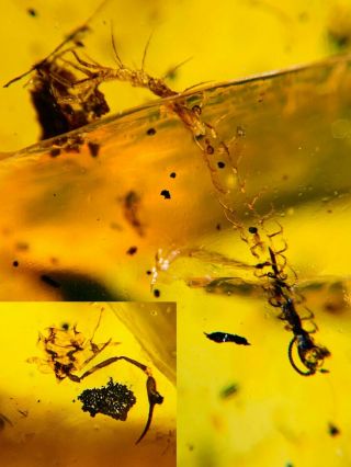Centipede&pseudoscorpion Burmite Myanmar Burma Amber Insect Fossil Dinosaur Age