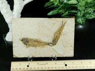 Two 100 Natural 50 Million Year Old Knightia Fish Fossils From Wyoming 388gr