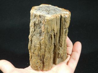Perfect Bark On This Polished Petrified Wood Fossil From Madagascar 624gr