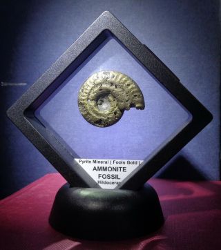 Ammonite Fossil,  Pyrite Mineral (fools Gold),  With Display Stand.
