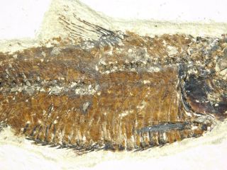 A And 100 Natural Knightia Eocaena Fossil Fish From Wyoming 818gr