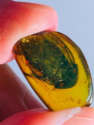 0.  9g Big Adult Roach Burmite Myanmar Burmese Amber Insect Fossil Dinosaur Age