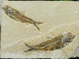 Two 100 Natural 50 Million Year Old Knightia Fish Fossils From Wyoming 495gr