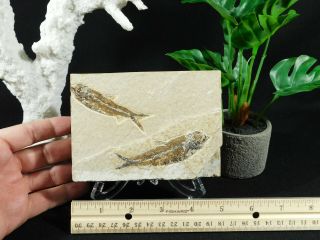 TWO 100 Natural 50 Million Year Old Knightia Fish Fossils From Wyoming 495gr 2