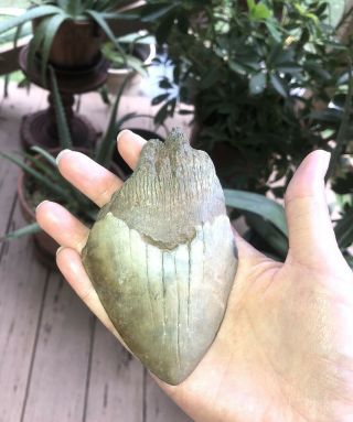 Huge Colorful 4.  5” Megalodon Tooth Fossil Shark Teeth