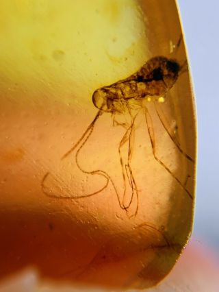 Long Legs Roach Larva Burmite Myanmar Burmese Amber Insect Fossil Dinosaur Age