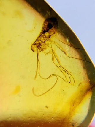 Long Legs Roach Larva Burmite Myanmar Burmese Amber insect fossil dinosaur age 2