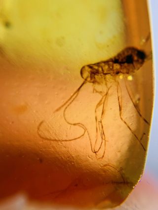 Long Legs Roach Larva Burmite Myanmar Burmese Amber insect fossil dinosaur age 3