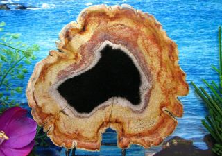 Petrified Wood Complete Round Slab W/bark Obsidian Lake With Rose - Pink Halo 7 ",