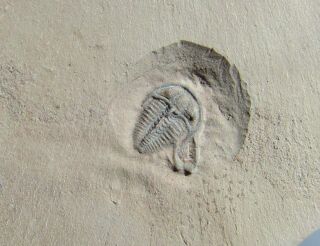 Killer Bolaspidella Trilobite Fossil With Ctenocystis
