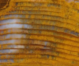 Mw: Petrified Wood Orange Conifer - Folmsbee Ranch,  Oregon - Rough Slab