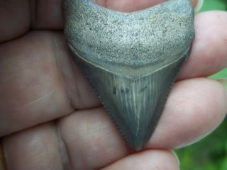 Megalodon Shark Tooth Fossil From Bone Valley Area In Florida