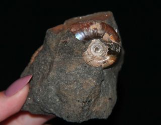 Ammonite Pseudotetragonites Kudrjavzevi Fossil Russia