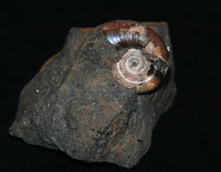 Ammonite Pseudotetragonites kudrjavzevi Fossil Russia 2