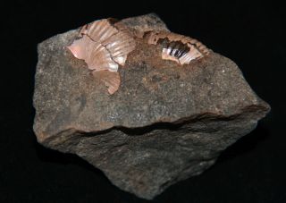 Ammonite Pseudotetragonites kudrjavzevi Fossil Russia 3