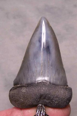 2 1/8 " Mako Shark Tooth Teeth Fossil Megalodon Wireless Pendant Necklace Jaw