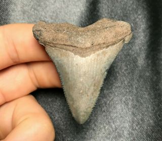 Sharp 1.  95 " Angustidens Shark Tooth Teeth Fossil Sharks Necklace Jaws Jaw Meg