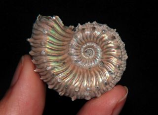 Ammonite Kosmoceras Fossil Callovian Russia