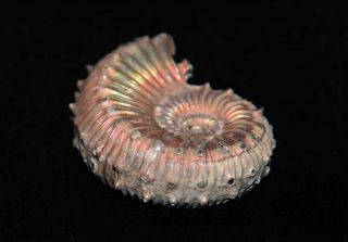 Ammonite Kosmoceras Fossil Callovian Russia 2