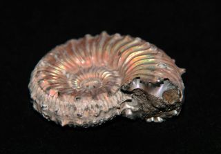Ammonite Kosmoceras Fossil Callovian Russia 3