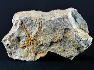 66mm Brittlestar Ophiura Sp Starfish Fossil Ordovician 450 Million Years Old