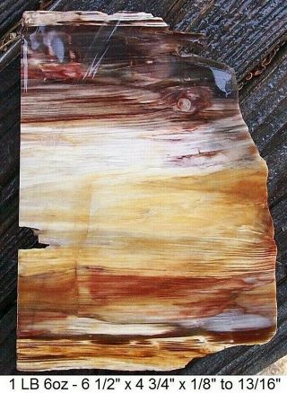 Hubbard Basin,  Nevada Petrified Wood Plank Cut Slab - Colors