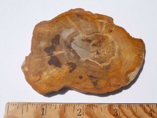 Polished Australian Petrified Wood Full Round Slab - 3 Inch Diameter