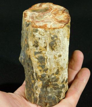 A Larger 220 Million Year Old Polished Petrified Wood Roller Fossil 785gr